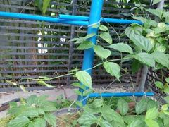 神农草堂中医药博物馆-广州神农草堂中医药博物馆