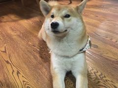 -柴务处·柴犬主题狗咖