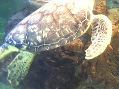 -西海国立公园九十九岛水族馆