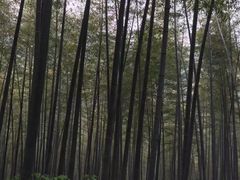 -镇江市南山风景名胜区竹林景区