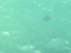 -东姑阿都拉曼海洋公园