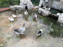 -造物庄园 萌宠纪(苏州湾歌林公园店)