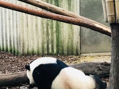 景点-成都大熊猫繁育研究基地