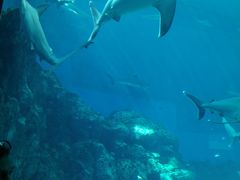 -新加坡海洋生态馆