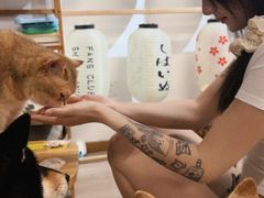 -柴迷FANS CLUB·柴犬狗咖·猫咖