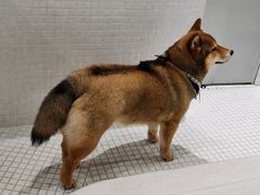 -柴务处·柴犬主题狗咖