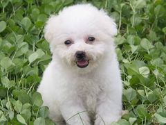 -翊宠yipet猫狗购宠庄园犬舍•猫舍