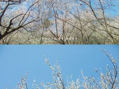 -杭州植物园