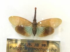 -上海昆虫博物馆
