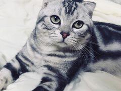 -喵zoo家庭繁育猫舍(尖东智能花园店)