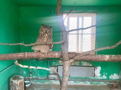 -西霞口神雕山野生动物世界