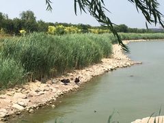 -天津东丽湖风景区