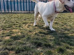 -趣玩宠物乐园寄养训犬训狗游泳池