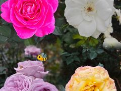 -人民公园(罗湖区)