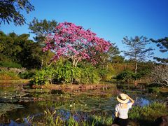 -中国科学院西双版纳热带植物园