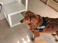 -艾贝尔宠物医院·狂犬免疫点(江山金象城店)