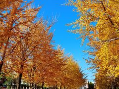 -辽宁大学(崇山校区)