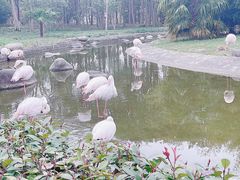-顾村公园