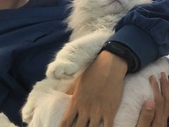 -瑞派雷欧宠物医院·24h夜诊·心脏骨科牙科·全科重症转诊中心(无影山店)
