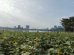 -顺峰山公园