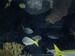 -上海海洋水族馆
