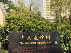 -中缅友谊树