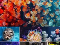 -成都浩海立方海洋公园