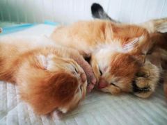 -70cat德文卷毛猫·缅因猫纯种猫舍