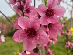 -南汇桃花村