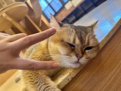 -MOCHA明星猫咖(田子坊店)