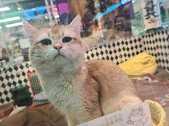 -大型宠物商超·宠海王国·宠物猫狗活体·用品·美容(新世界百货重庆店)