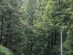 -天目山大树王景区