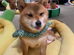 -逗柴咖啡屋·狗咖猫咖宠物桌游