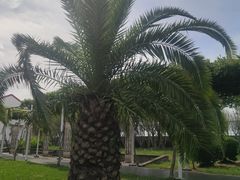 -碧海金沙