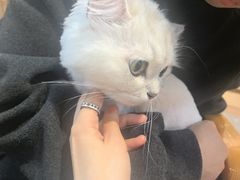 -大型宠物商超·宠海王国·宠物猫狗活体·用品·美容(新世界百货重庆店)