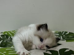 -青奢宠物·青奢猫舍