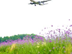-空港花田景区