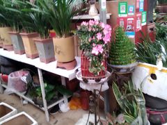 -秦美花卉(天朗·莱茵小城2期店)
