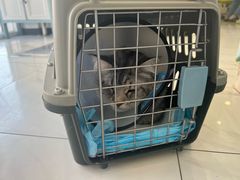 -艾吉宠物医院·疑难杂症转诊中心·猫友好(碧江路院)