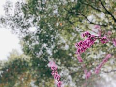 -新虹桥中心花园