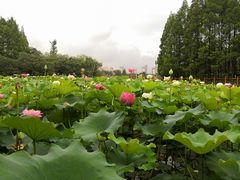 -黄兴公园