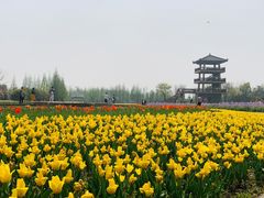 -杭州湾海上花田景区