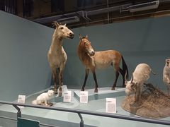 -国家自然博物馆