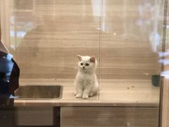 -飞行喵MR PILOT|猫舍·猫咖(静安大融城店)