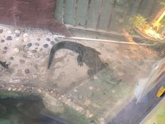 -上海大自然野生昆虫馆(东方明珠·爬宠昆虫探索中心)