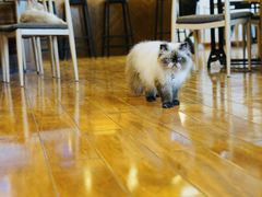 大堂-喵园·猫主题咖啡厅·撸猫·猫咖(国贸店)