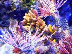 -太平洋海底世界