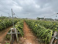 -硇洲岛旅游区