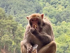 -黔灵山公园