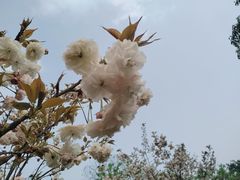 -南山植物园